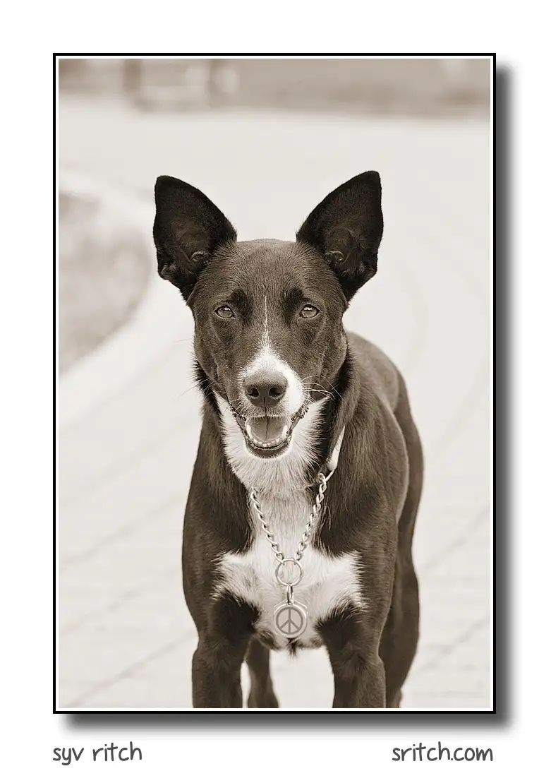 dog